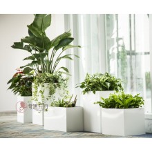 專注室內(nèi)綠植服務(wù)8年，綠植租賃，免費(fèi)養(yǎng)護(hù)，一站式商務(wù)空間